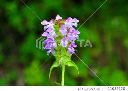 Rice Bogusa Rice Bogusa 11086628