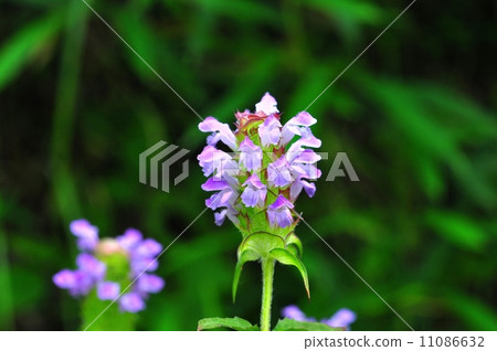 Rice Bogusa 11086632