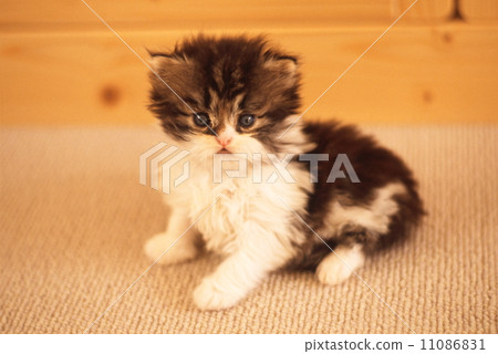 可愛的小貓 可愛的小貓 11086831
