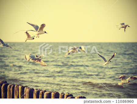 Filtered Vintage Retro Styled birds on the sea. Filtered Vintage Retro Styled birds on the sea. 11086960
