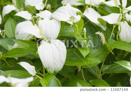 Hansee節目 11087149