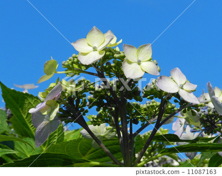 Hydrangea (forehead hydrangea) 11087163