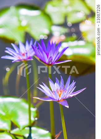Lily Pond Lily Pond 11087226