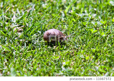 snail in green grass 11087372
