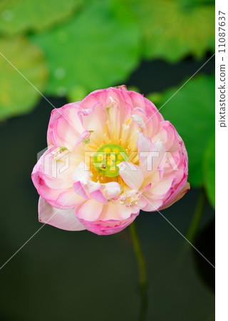 蓮花 11087637