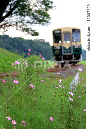Hitachinaka Seaside Railway "Cosmos Blooming Along the Railway Line" Hitachinaka Seaside Railway "Cosmos Blooming Along the Railway Line" 11087809
