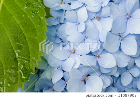 Hydrangea wet in the rain Hydrangea wet in the rain 11087902