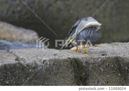 Slightly laughable Sasagoi (Striated Heron) Slightly laughable Sasagoi (Striated Heron) 11088024