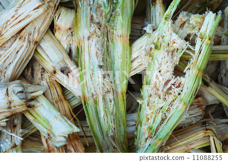Sugarcane bagasse - organic waste Sugarcane bagasse - organic waste 11088255