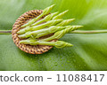 Edible flowers Moonflower (Ipomoea alba L.) 11088417