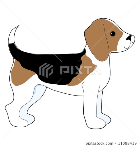 Beagle Beagle 11088419
