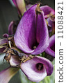 Dying Lily 11088421