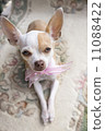 Chihuahua Ribbon 11088422