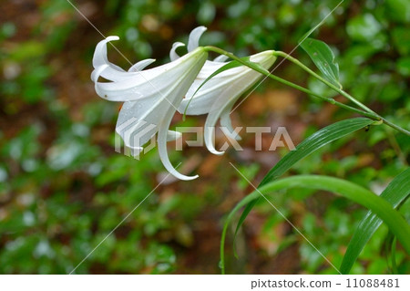 Sasa lily flowers Sasa lily flowers 11088481