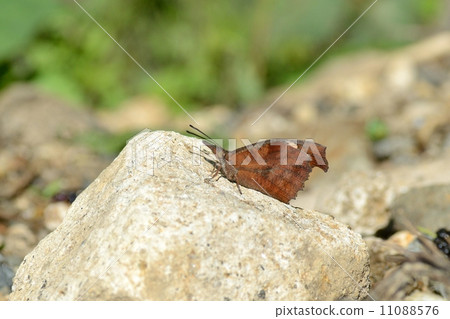 Tenured butterfly Tenured butterfly 11088576