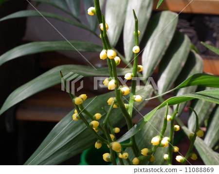 Table palm flower 11088869