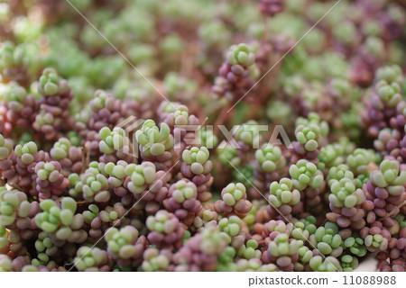 Succulent plants 11088988