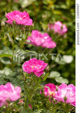 玫瑰國際先驅論壇報 玫瑰國際先驅論壇報 11089407