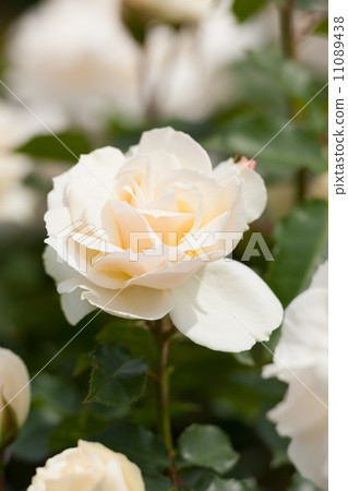 玫瑰雪絨花 11089438