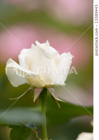 玫瑰帕斯卡利 玫瑰帕斯卡利 11089443