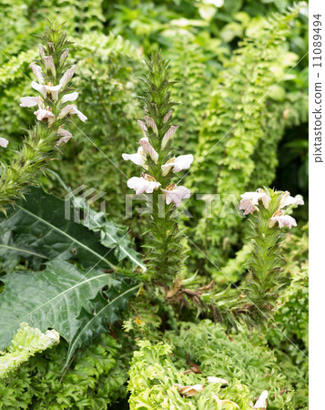 Acantz Montanus 11089494