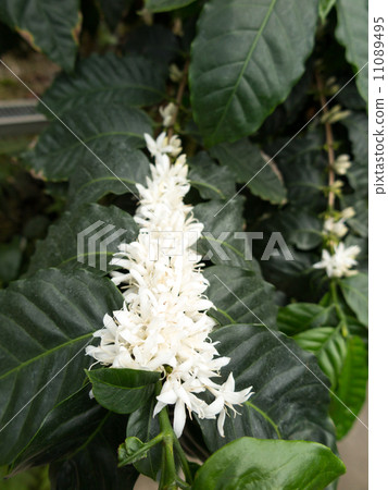 Coffee flowers Coffee flowers 11089495
