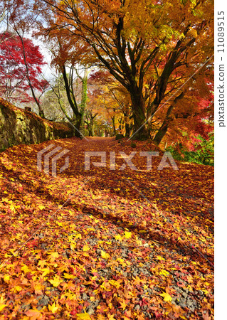 Autumn leaves of Okashiro 11089515