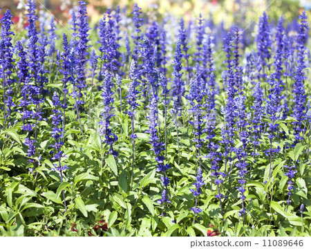 Blue Salvia Blue Salvia 11089646
