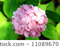  hydrangea 11089670