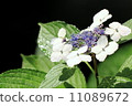  hydrangea 11089672