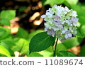  hydrangea 11089674