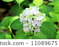  hydrangea 11089675