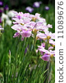 Iris 11089676