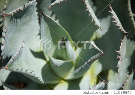 龍舌蘭雷神 11089843