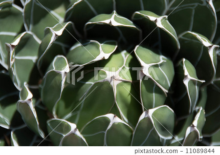 龍舌蘭莎莎沒有Yuki 11089844