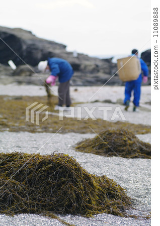 在Jogashima收穫Hejiki的人們 11089888