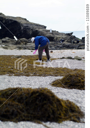 在Jogashima收穫Hejiki的人們 11089889