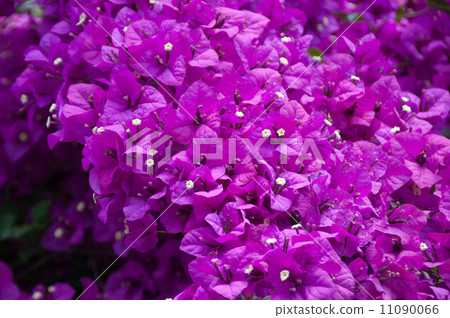 Bougainvillea full bloom dark pink flowers 11090066