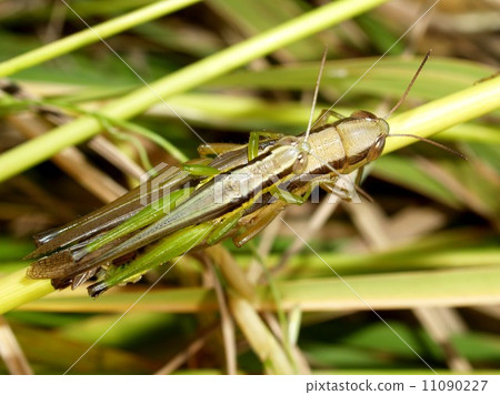 bug insects in nature bug insects in nature 11090227
