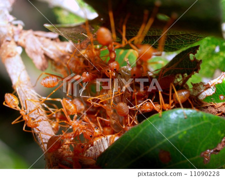 red ant teamwork in green nature red ant teamwork in green nature 11090228
