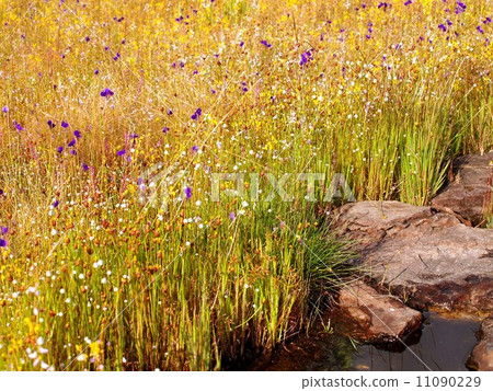 the Selection of Various Colorful Flower in nature the Selection of Various Colorful Flower in nature 11090229