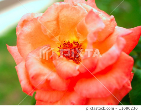 rose flower rose flower 11090230