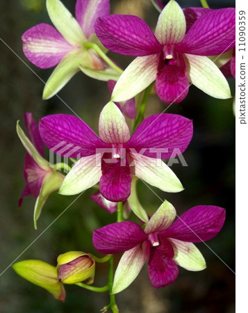 圖庫照片: collection of orchid flower