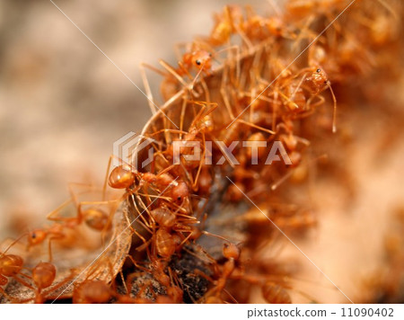 red ant teamwork in green nature red ant teamwork in green nature 11090402
