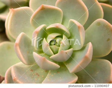 Cactus Desert plant leaves 11090407