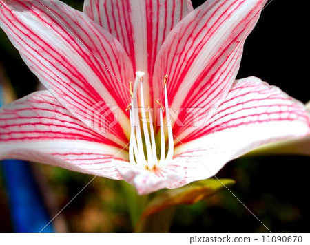 the Selection of Various Colorful Flower in nature 11090670
