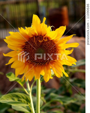 image Sunflower field image Sunflower field 11090686