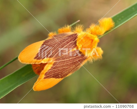 bug insects in nature bug insects in nature 11090708