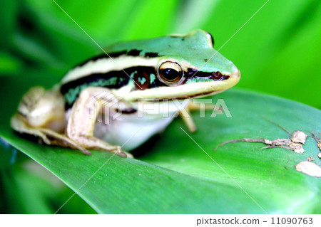 Tree frog crawling between leafs in jungle Tree frog crawling between leafs in jungle 11090763