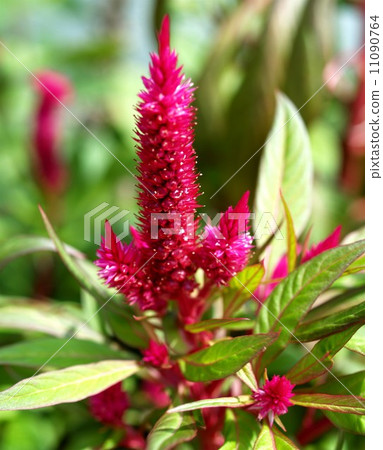 the Selection of Various Colorful Flower in nature the Selection of Various Colorful Flower in nature 11090764